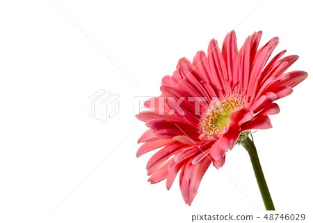 Artistic gerbera flower background Artistic gerbera flower background 48746029