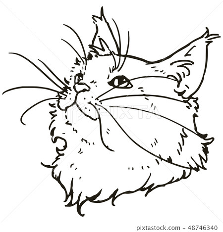 Real Maine Coon illustration line drawing Real Maine Coon illustration line drawing 48746340