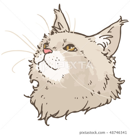 Realistic maine coon illustration 48746341