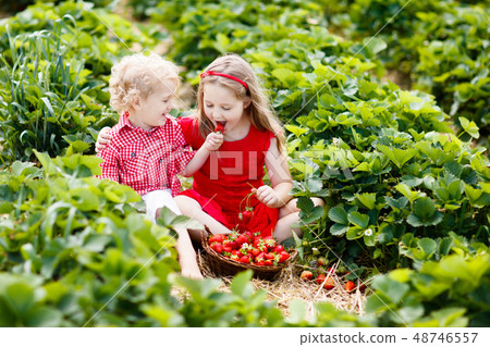 Kids pick strawberry on berry field in summer 48746557