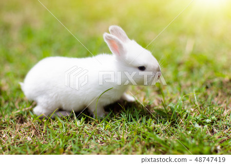 Baby rabbit outdoor. Easter bunny. Baby rabbit outdoor. Easter bunny. 48747419