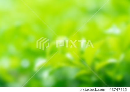 Blur of green tree plant Blur of green tree plant 48747515
