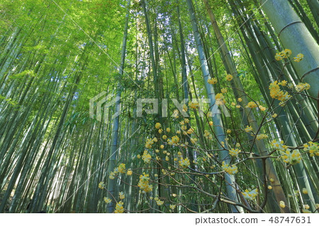 [神奈川縣]北國寺竹園 48747631