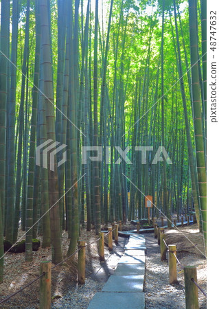 [Kanagawa Prefecture] Bamboo garden at Hokokuji Temple 48747632