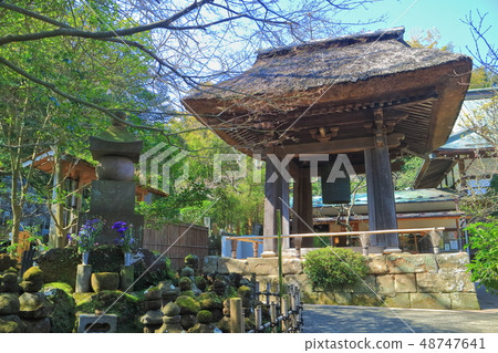 [神奈川縣]天氣晴朗的北國寺鐘樓 48747641