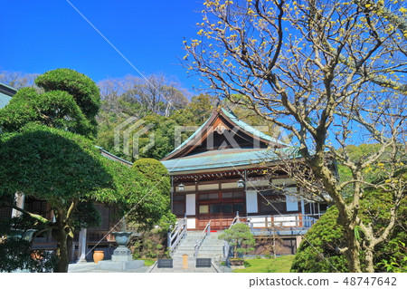 [Kanagawa Prefecture] Hokokuji Temple under sunny weather 48747642