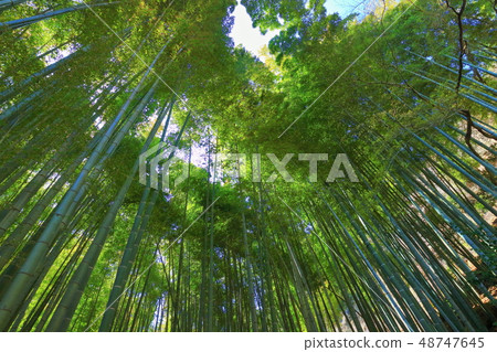 [神奈川縣]北國寺竹園 48747645