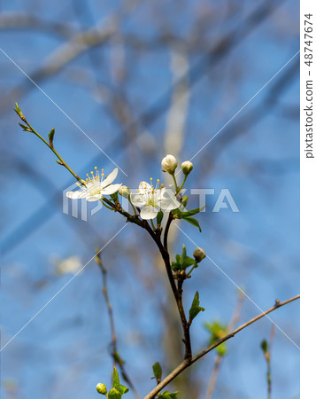 Close-up of white flowers on a cherry tree branch 48747674