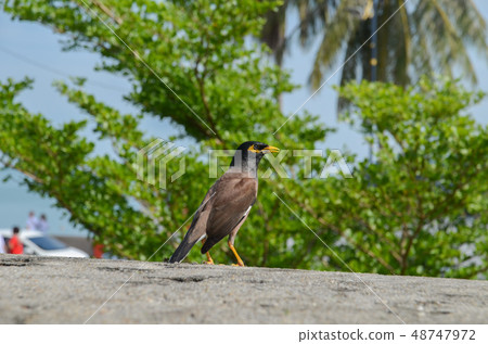 印度辣椒 48747972