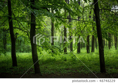 Foggy forest with tall trees 48748229