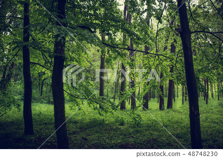 Foggy forest with tall trees 48748230