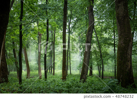 Foggy, misty forest with tall trees Foggy, misty forest with tall trees 48748232