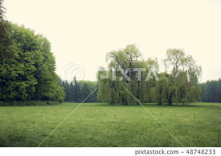 willow tree in a meadow willow tree in a meadow 48748233