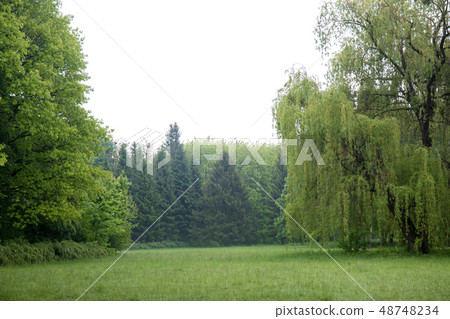 willow in a foggy meadow willow in a foggy meadow 48748234
