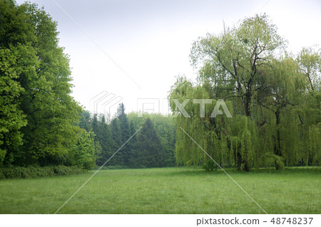 willow tree in a foggy meadow 48748237