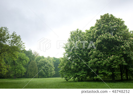 blooming chestnuts in the park 48748252