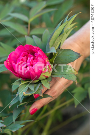 bloom of pink peony bloom of pink peony 48748307