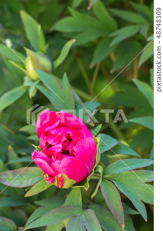 pink peony bud 48748309