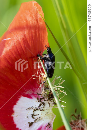 Butterfly insect 48748909