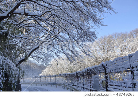 Snow morning 48749263