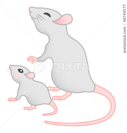 Gray mouse parent and child white background Gray mouse parent and child white background 48749577