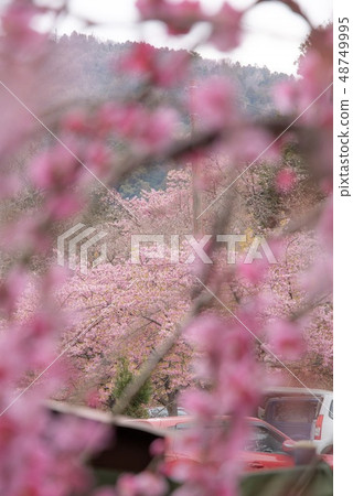 Co-starring of plum and cherry blossoms in Nishihirahata Park (Matsuda Town, Kanagawa Prefecture, March) Co-starring of plum and cherry blossoms in Nishihirahata Park (Matsuda Town, Kanagawa Prefecture, March) 48749995