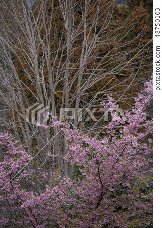 Autumn leaves, dead trees and cherry blossoms in Nishihirahata Park (Matsuda Town, Kanagawa Prefecture, March) Autumn leaves, dead trees and cherry blossoms in Nishihirahata Park (Matsuda Town, Kanagawa Prefecture, March) 48750103