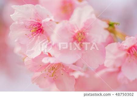 Japanese style image "Sakura Kawazu" Japanese style image "Sakura Kawazu" 48750302