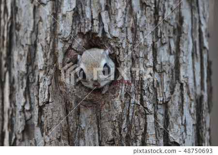 埃佐莫加 48750693