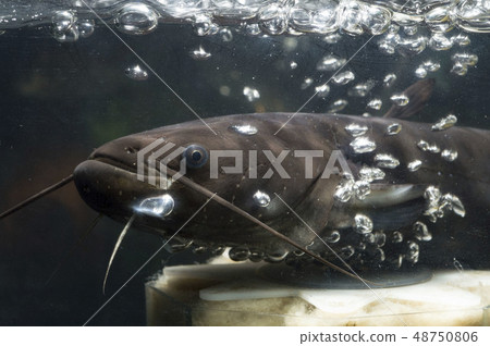 I like the catfish bubbles 48750806