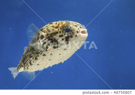 Halisenbon juvenile fish 48750807
