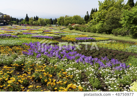 Spreading flower garden and blue sky Spreading flower garden and blue sky 48750977