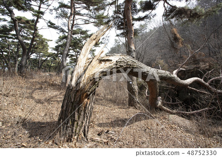 Pine tree Pine tree 48752330