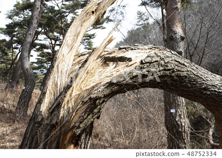 Pine tree Pine tree 48752334