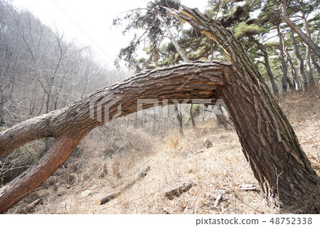 Pine tree Pine tree 48752338