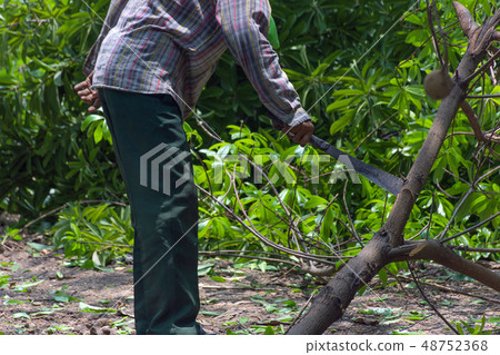 Chop the tree 48752368