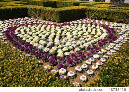 葉子牡丹在庭院裡 48752436