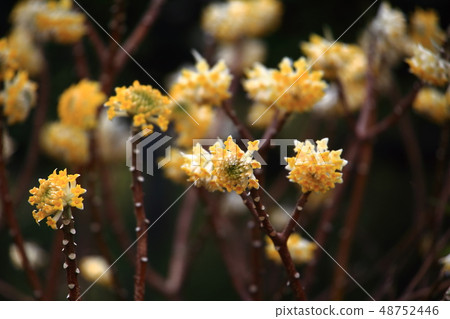 Mitumata flowers Mitumata flowers 48752446