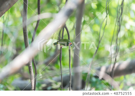 Bird (Coppersmith barbet) on tree in a nature wild Bird (Coppersmith barbet) on tree in a nature wild 48752555