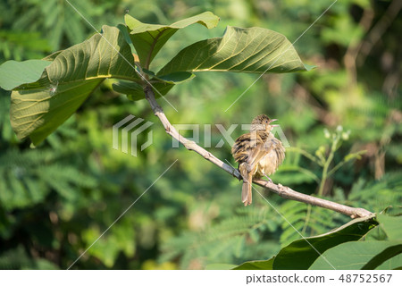 Bird (Streak-eared bulbul) on tree in nature wild Bird (Streak-eared bulbul) on tree in nature wild 48752567