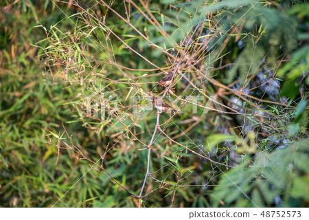 Bird (Scaly-breasted Munia) in a nature wild Bird (Scaly-breasted Munia) in a nature wild 48752573