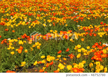 South Boso's Icelandic Poppy at its best (5) 48752780