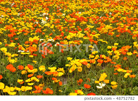 South Boso's Icelandic Poppy at its best (6) 48752782