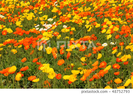 南博索冰島罌粟最佳（8） 48752793