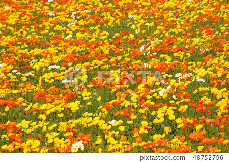 填補Minami Boso花田的冰島罌粟（4） 48752796