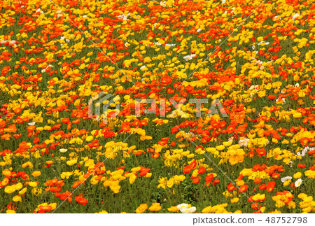 填補Minami Boso花田的冰島罌粟（5） 48752798