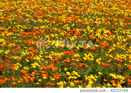 填充Minami Boso花田的冰島罌粟（6） 48752799