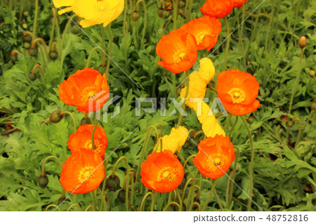 Iceland Poppy with beautiful petals in full bloom in Boso Peninsula (8) Iceland Poppy with beautiful petals in full bloom in Boso Peninsula (8) 48752816