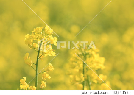 Rape blossoms 48753531