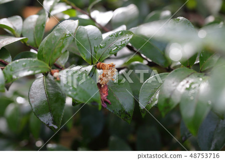 After the flowers of Sasanka 48753716